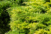 Juniperus chinensis 'Golden Joy'