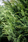 Juniperus chinensis 'Shimpaku'