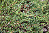 Juniperus communis Green Carpet