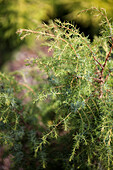 Juniperus communis 'Calabash' (Calabash)