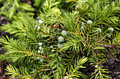 Juniperus conferta 'Allgold'