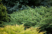 Juniperus conferta 'Schlager' (German)