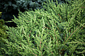 Juniperus conferta 'Schlager' (German)