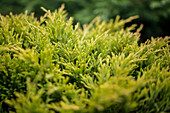 Juniperus horizontalis 'Limeglow