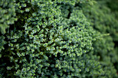 Juniperus procumbens 'Nana'