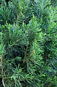 Juniperus virginiana 'Helle