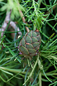 Larix kaempferi 'Puli'