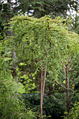 Metasequoia glyptostroboides 'Miss Grace'