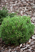 Pinus uncinata 'Heath pearl