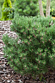 Pinus mugo 'Laurin'