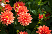 Dahlia, orange