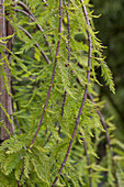 Taxodium distichum 'Cascade Falls'®