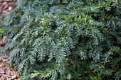 Taxus baccata Repandens