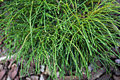 Thuja plicata 'Whipcord