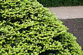 Abies koreana 'Golden Glow'