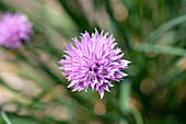 Allium schoenoprasum, purple