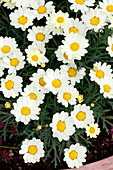 Argyranthemum frutescens Angelic™ Lemon Pastel