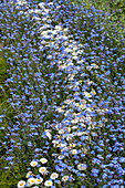 Bellis perennis und Myosotis sylvatica