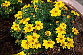 Bidens ferulifolia 'Sir Francis'