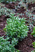 Buxus sempervirens var. arborescens