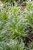 Carex morrowii 'Silver Sceptre