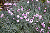 Dianthus gratianopolitanus