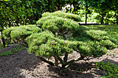 Pinus parviflora