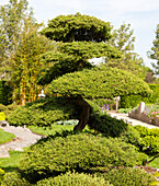 Thuja