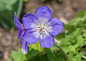 Geranium wallichianum 'Lilac Ice'®