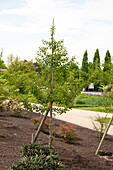 Ginkgo biloba 'Heksenbezem Leiden' (Heksenbezem Leiden)