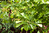 Ginkgo biloba 'Saratoga' strain