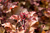 Heuchera 'Marmalade'(s)