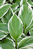 Hosta sieboldii