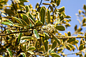 Ilex aquifolium Golden van Tol
