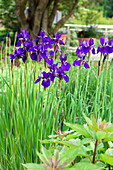 Iris sibirica 'Caesar'