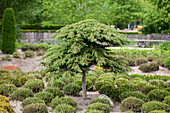 Juniperus communis Green Carpet