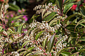 Leucothoe walteri 'Rainbow'