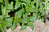 Mentha tomentosa