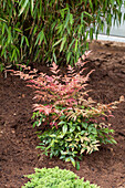 Nandina domestica 'Obsessed'