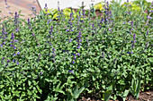 Nepeta x faassenii 'Walker's Low