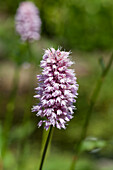 Persicaria amphibia