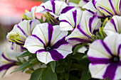 Petunia 'Peppy Blue'