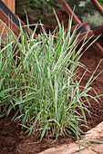 Phalaris arundinacea 'Picta'