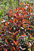 Photinia fraseri 'Red Robin'