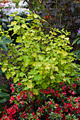 Physocarpus opulifolius 'Dart's Gold