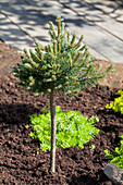 Pinus mugo 'Mini Mops', stem