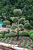 Pinus sylvestris, Bonsai