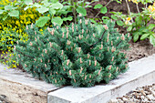 Pinus mugo 'Humpy'