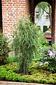 Platycladus orientalis 'Balaton', Finland