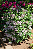 Syringa patula 'Miss Kim'